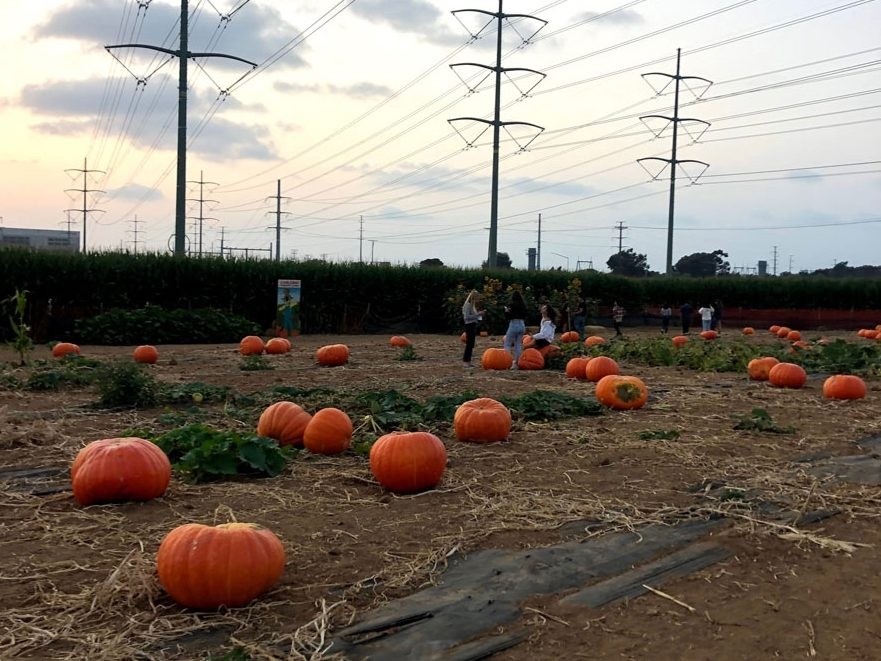 Pumpkin patch