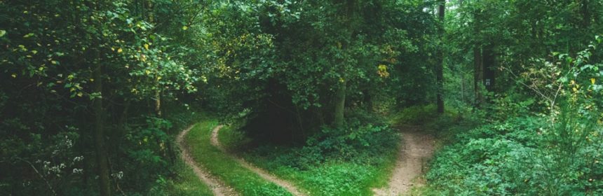 Two paths diverging in the woods