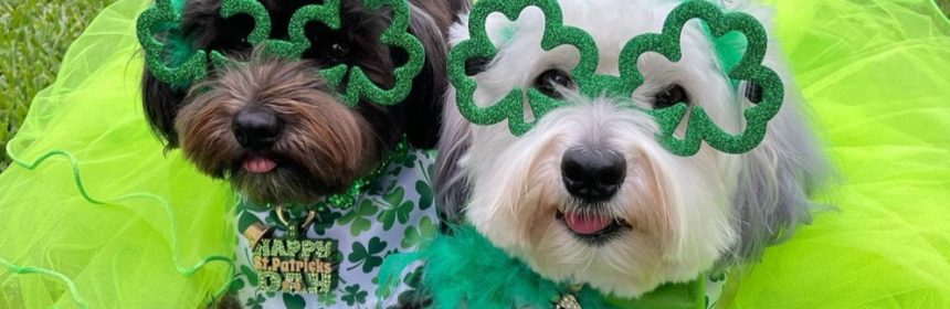 Two dogs wearing green, glittery shamrock glasses